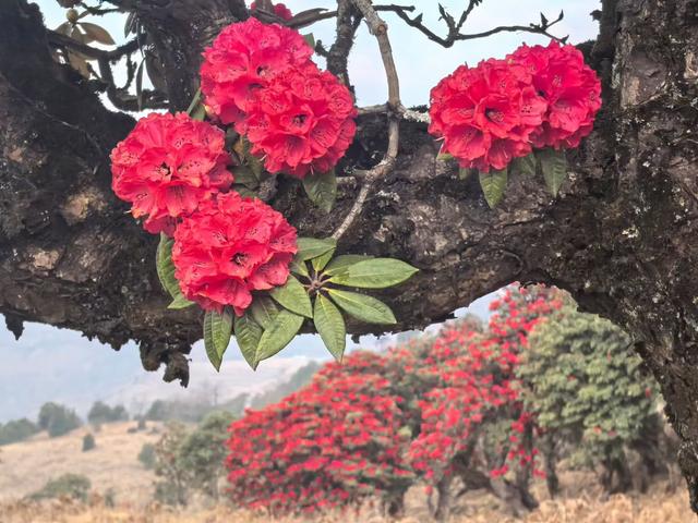 马年新春，赴一场“彝山火树”的盛大浪漫！