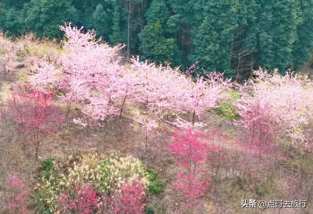 成都附近千亩樱花开了，漫山遍野粉色云霞，超级漂亮，不要门票！