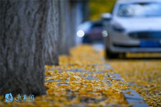 宿迁这条大道“美出圈”！满城尽带“黄金甲”，等你“杏”会