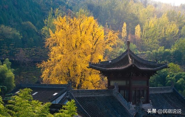 11月一定要收藏一份全国银杏观赏地图