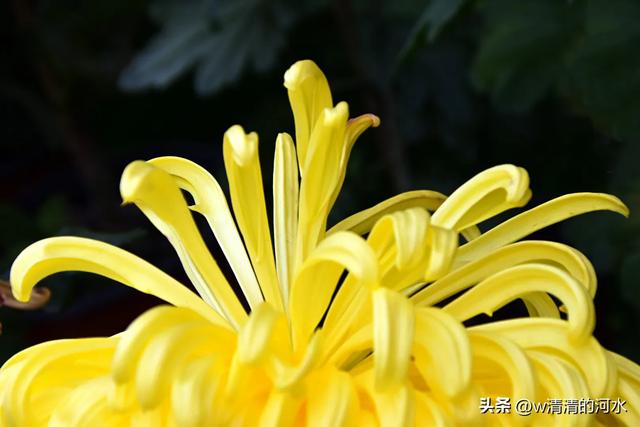 菊花是秋天里绝美的画卷