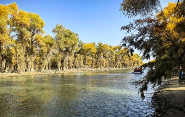 全世界70%的胡杨在这里！