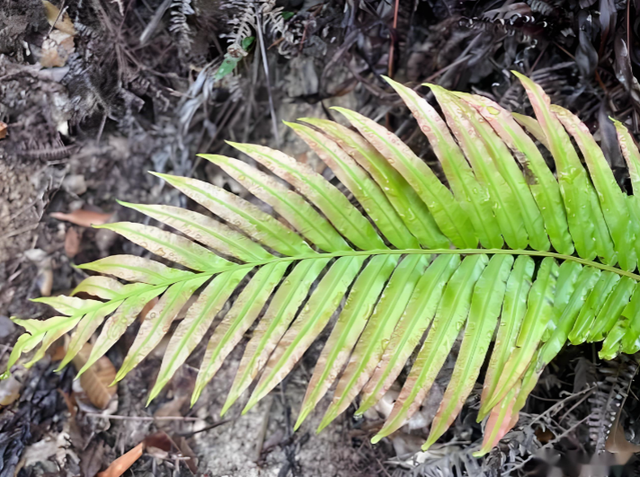 国运来了挡都挡不住！中国发现“可再生”稀土矿，反制再添新筹码