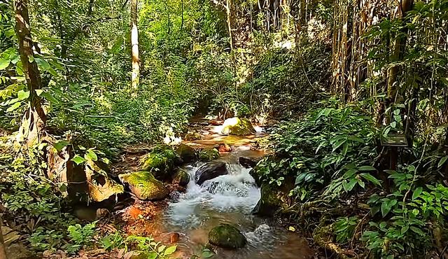 莫里热带雨林好风光