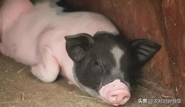 养殖母猪有窍门，6大技巧助你轻松年赚60万，你想知道吗？