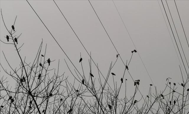 “早大雪，冻死牛；晚大雪，穿单衣”，今年大雪节气是早还是晚？