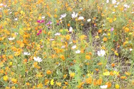 人去世后，遗像放哪里合适，怎么处置为好？以下建议，仅供参考图片