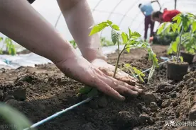高锰酸钾：被忽视的优秀杀菌剂，到底有多“强”？图片