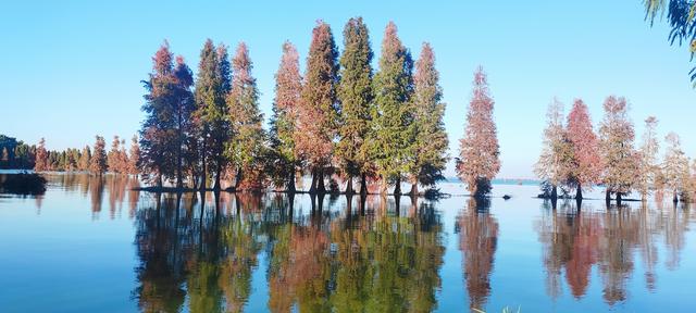 鲸鱼湾旁滇池边，水杉红透冬日水境