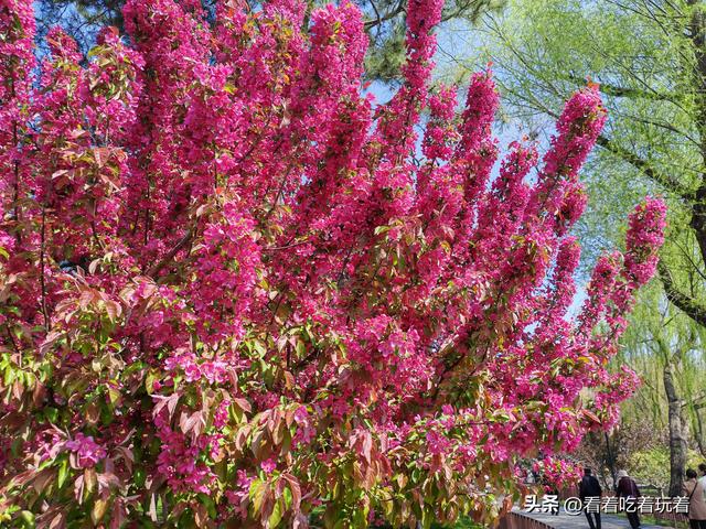 北京公园赏花记