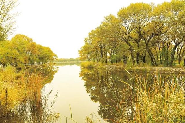 呼和浩特秋意浓 满城“金彩”醉游人