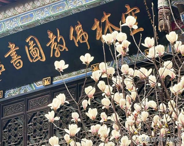 成都寺庙最美玉兰花开了，红墙青瓦，惊艳唯美，这3处不要门票！