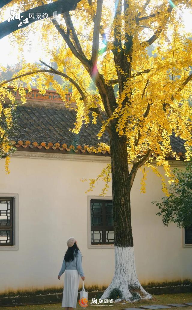 长沙银杏浓度即将达到100%！这波“小确杏”你要接住→