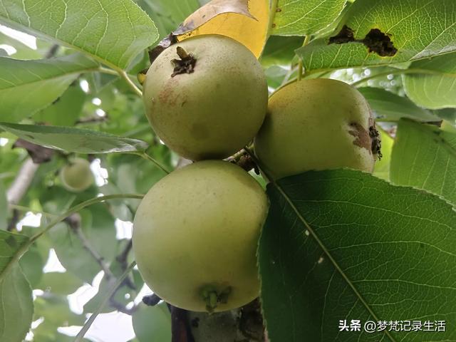 我最近热衷废墟游因为多少总会有收获,加油!我的胜利已近在眼前