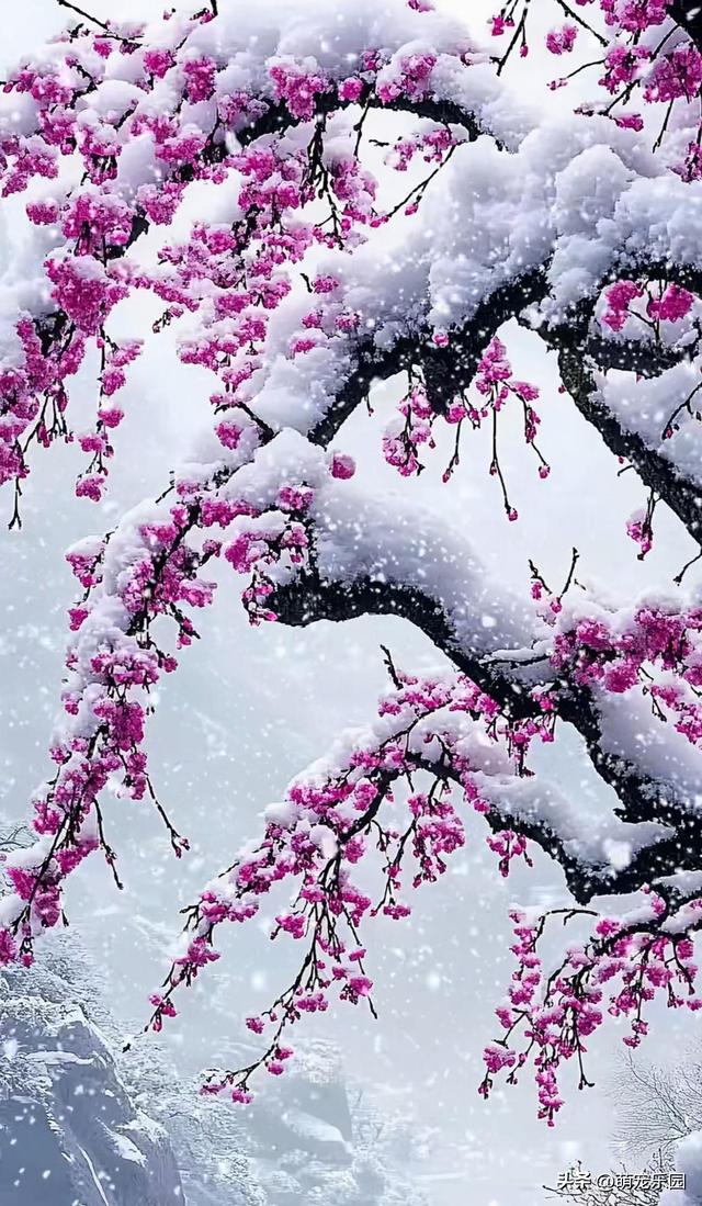 漫天雪花飘洒时，梅花选择诗意绽放，南方朋友永远体会不到