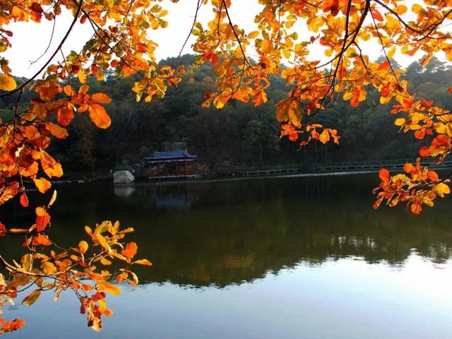 来淄博“捡秋”！海岱楼、周村大街…全被捡出来了→