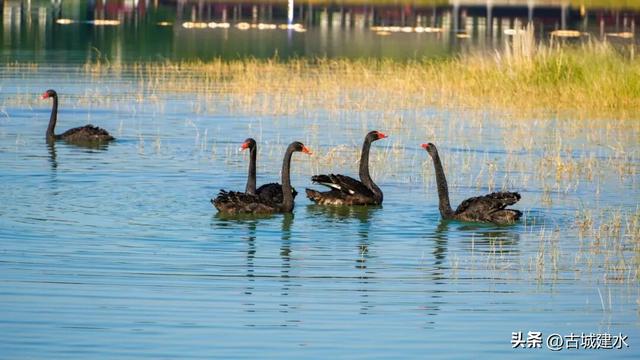谁懂啊！建水五龙湖新来的黑天鹅，直接美成冬日童话