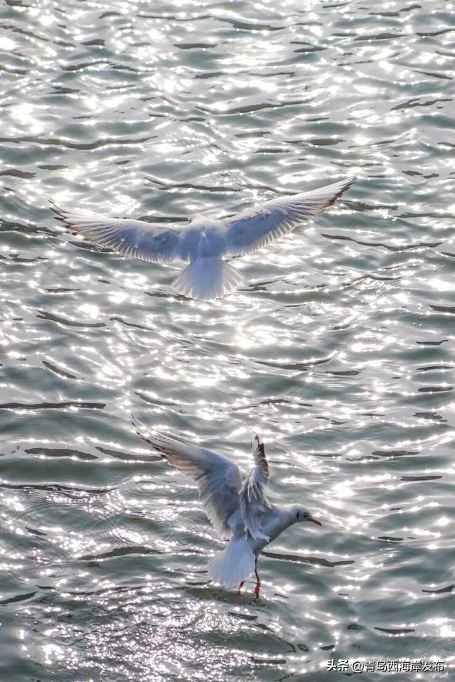 “鸥”耶！西海岸来了一批“老朋友”！