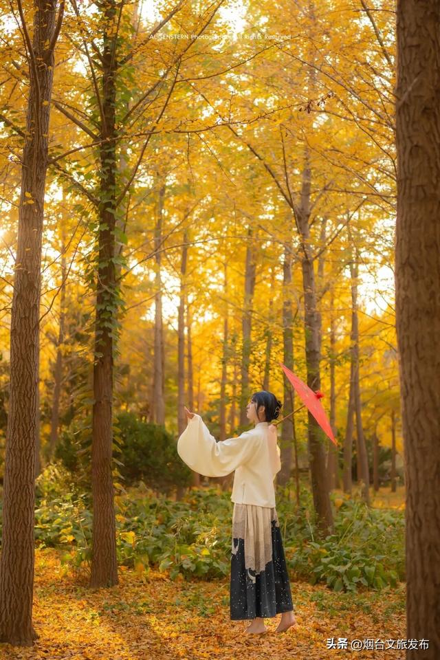 【乐游烟台】美疯了！烟台银杏即将进入最佳观赏期