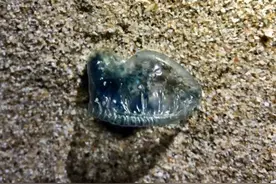 巨型水母惊现深圳大梅沙，被“咬伤”严重会致命图片