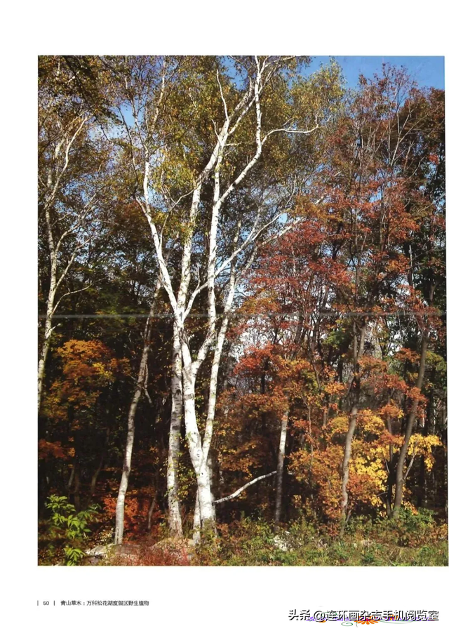 《青山草木》页选03