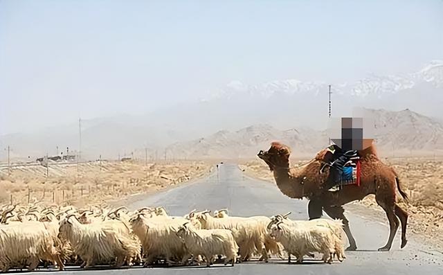摩旅青海被牧民打头后续！7峰骆驼丢失，当地人发声 骑手有错在先