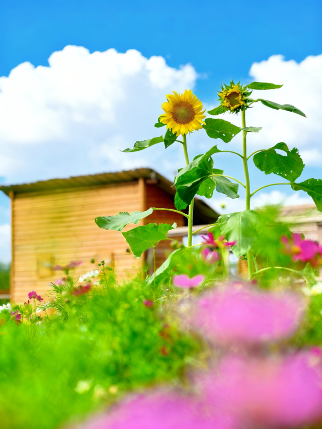 苏州锦溪古镇，获国家级推荐！