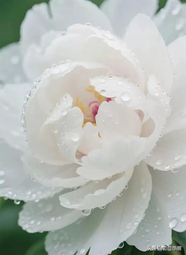 牡丹园里菊花香