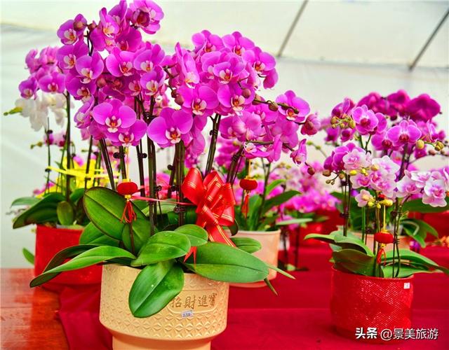 入园赏春花，回家带年花，佛山卡玛缤纷花世界年花节开幕了