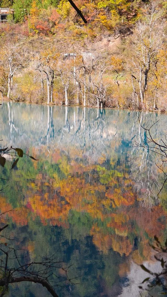 【今日九寨沟】秋季彩林最后的盛宴，明年再见！