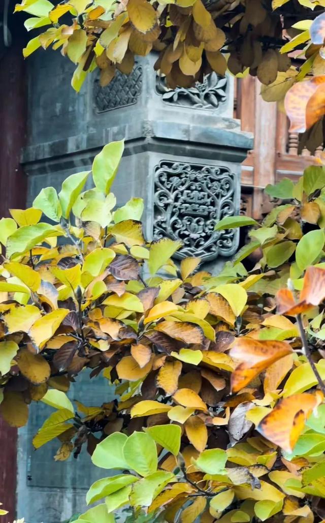 临夏秋日：在暖阳里邂逅街巷与公园的诗意