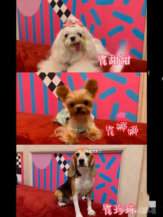 霍思燕携爱犬参加国际比赛获得全场总冠军，杜江自豪发文