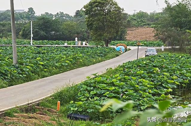 成都最近的山地荷花，人在画中超级壮观，不要门票，还可买荷花