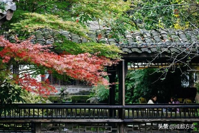 成都“枫”景天花板！再不看就晚了！