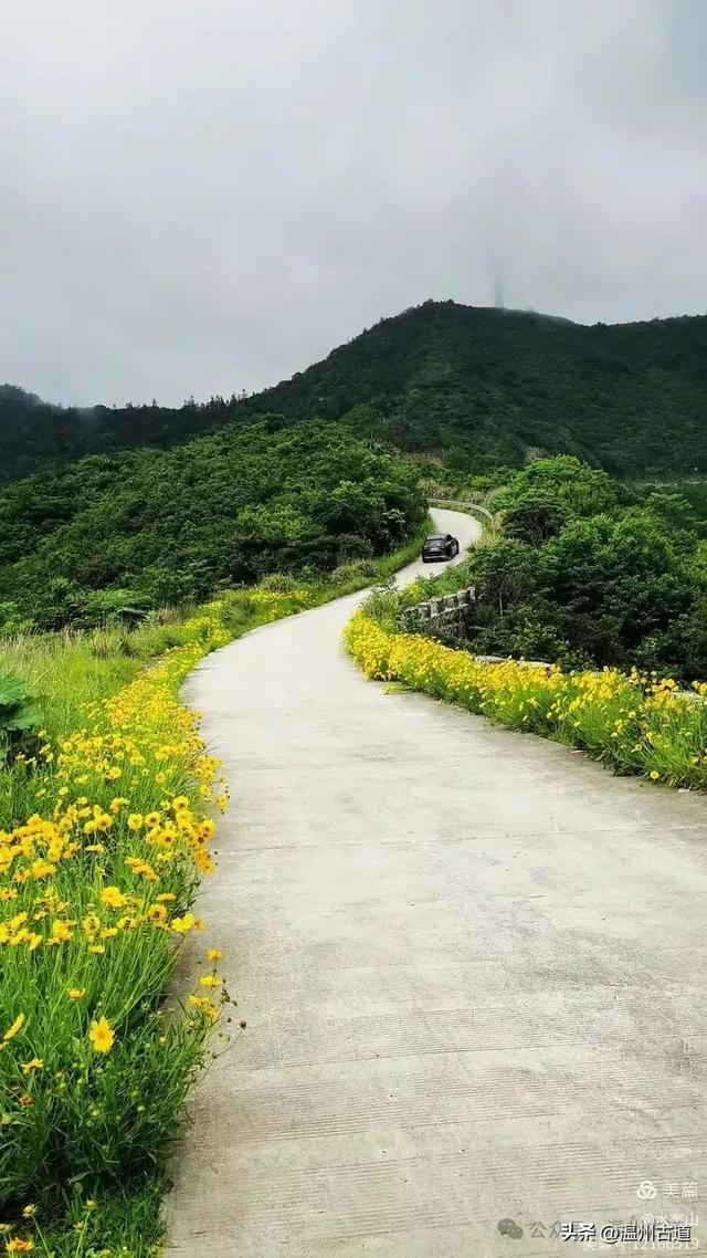 打卡最美风车花海！台州这个森林公园的夏天最烂漫，你可去过？