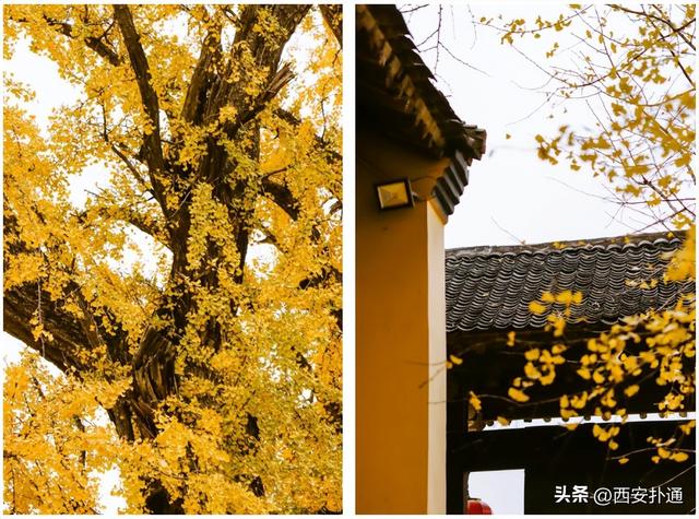 古观音禅寺谢幕？这里的千年银杏，才是最后的隐藏彩蛋！