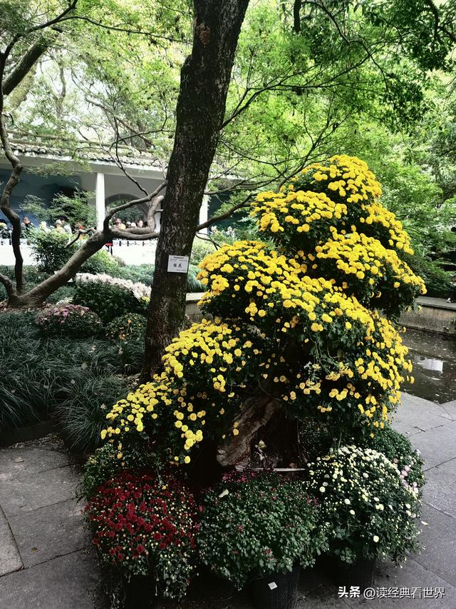 杭州植物园的菊花展——一场关于菊花的饕餮盛宴（一）