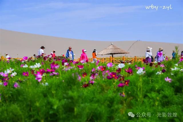 快来看，大漠敦煌又一波花海来袭