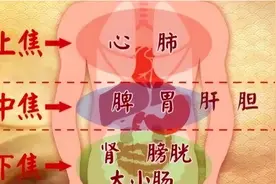 自己的五脏六腑你真的了解吗？图片