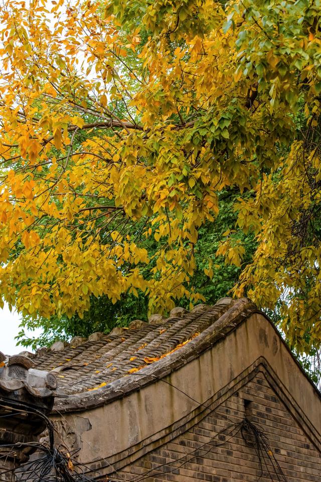 秋天来北京一定要去的胡同！东四十二条，如同金色的海洋