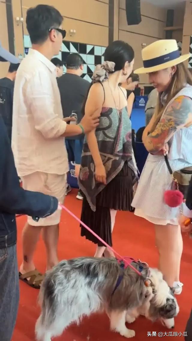 杜江夫妇带狗狗比赛，霍思燕穿抹胸裙，网友称：胸快到肚子了
