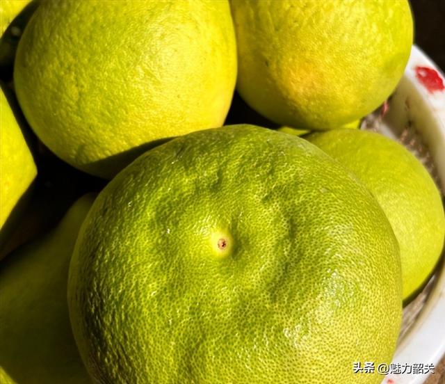 走，去韶关果园吃沙田柚！