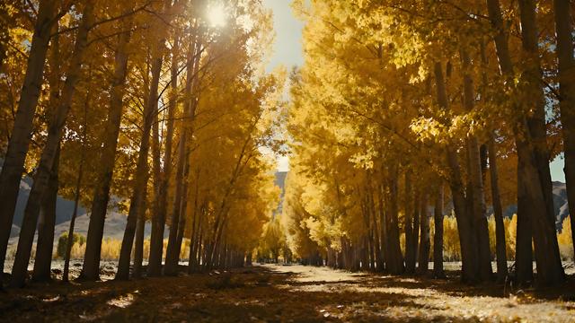 金风裁云绘穹庐，秋色蘸露染圣城 —— 雪域高原上的鎏金诗卷