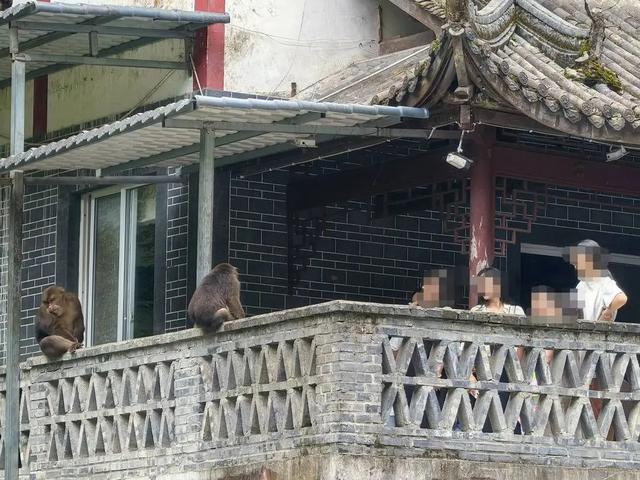 西岭雪山发生多起猴伤人事件，当地村民也饱受猴群困扰，景区回应：游客投喂是令我们头痛的一件事
