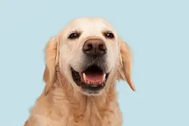 宠物打了狂犬疫苗咬人，人还要打针吗？图片