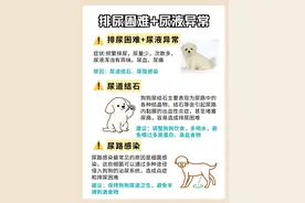 狗狗排尿困难，别不当回事！图片