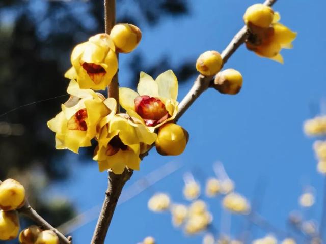 暗香浮动，腊梅花开惹人醉！