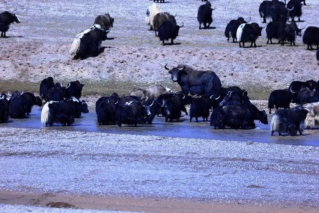 冬季西藏才是天堂！人少景美，雪山湖泊全解锁