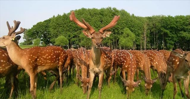 相隔1000公里，依然挡不住韩国觊觎，长白山究竟有何特别？
