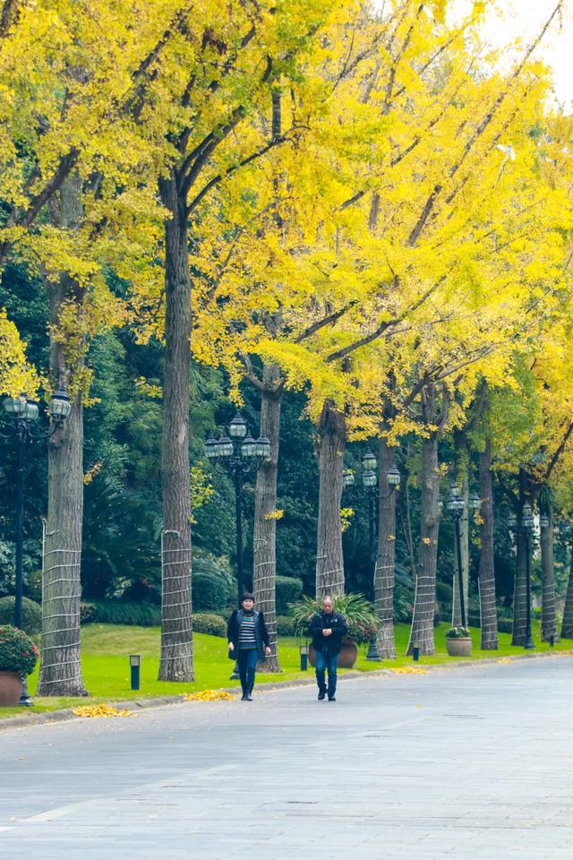 好看!好拍!郫都银杏打卡攻略→